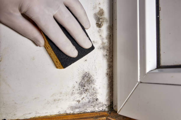 Best Basement Mold Removal  in Redby, MN